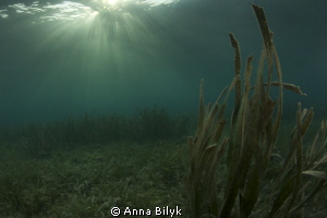 The beauty of seascape in sunlight by Anna Bilyk 